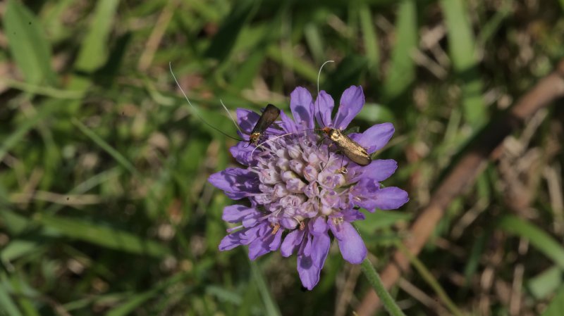 PAPILLON. ADELE DE LA SCABIEUSE. Prairie à Fay. LISE JALOUX